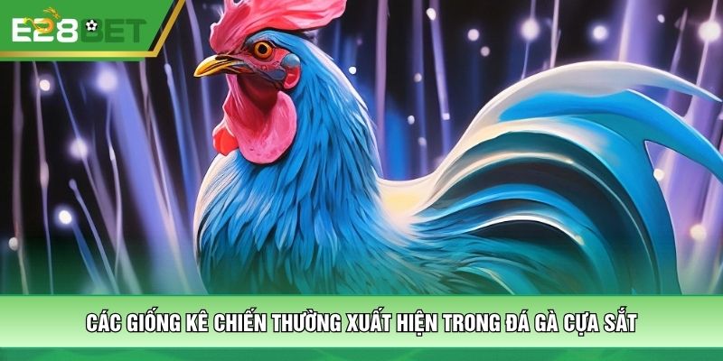Các giống kê chiến thường xuất hiện trong đá gà cựa sắt