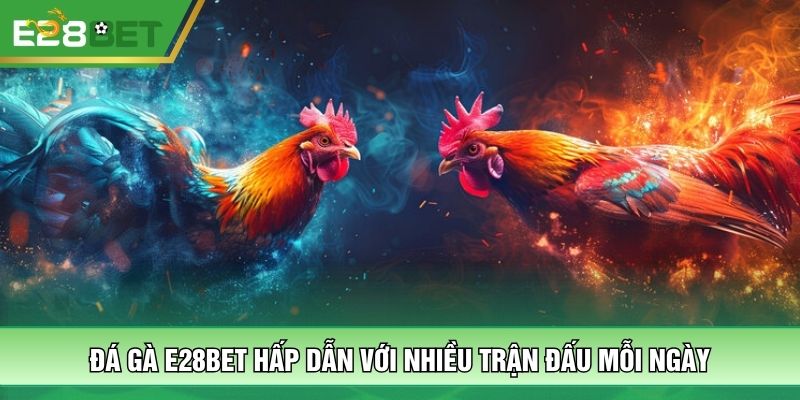 Đá gà E28BET hấp dẫn với nhiều trận đấu mỗi ngày