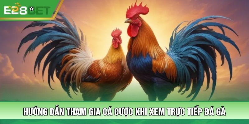 Hướng dẫn tham gia cá cược khi xem trực tiếp đá gà